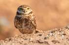 USA, California, Anza Borrego Desert State Park. Burrowing owl close-up. Art Print